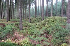 Zinnseifen im Greifenbachtal