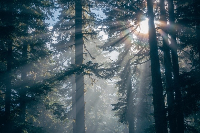 Wald