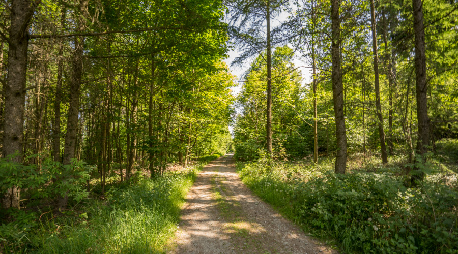 Rund um den Sauberg - Wanderung mit der Bürgermeisterin